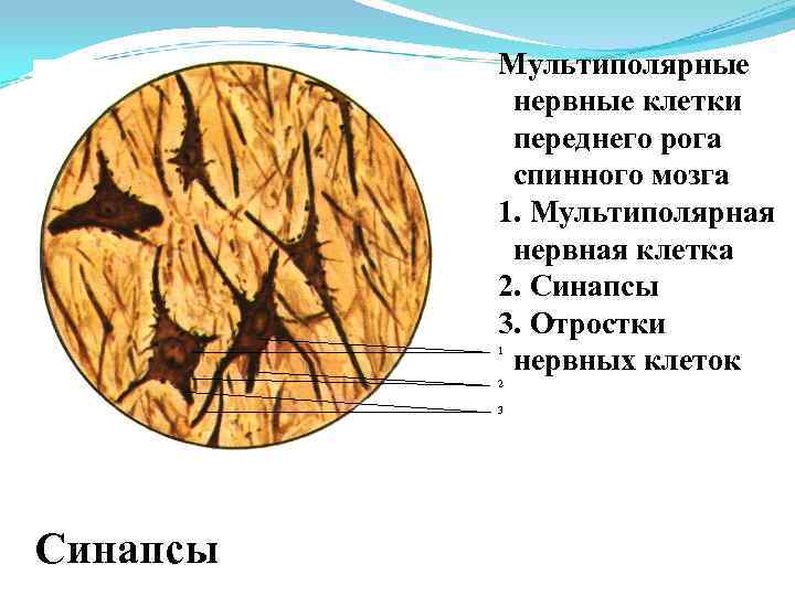 Мультиполярный нейрон спинного мозга рисунок