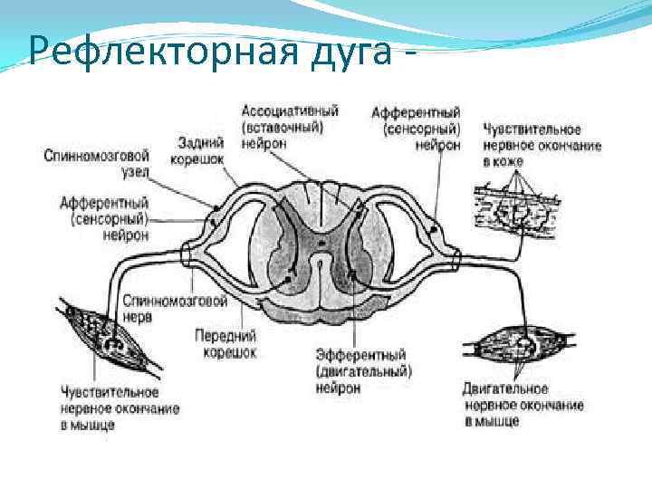 Рассмотрите схему рефлекторной дуги под каким номером