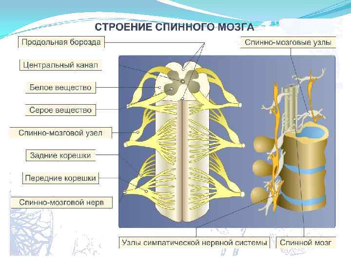 Ткани нервной системы фото