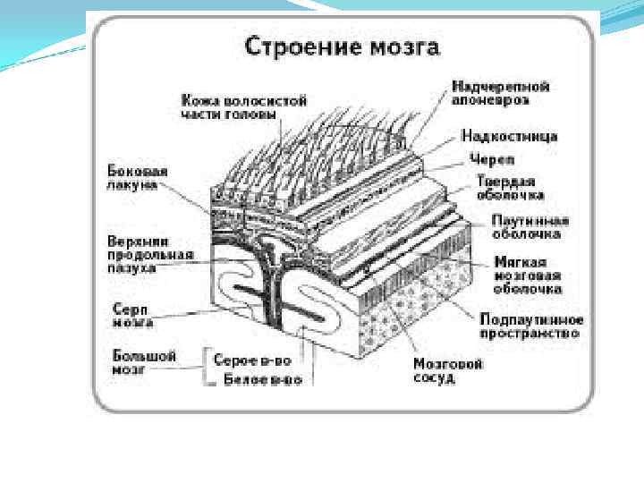 Ткани головного мозга. Строение тканей головного мозга. Строение мозговой ткани. Структура мозговой ткани.