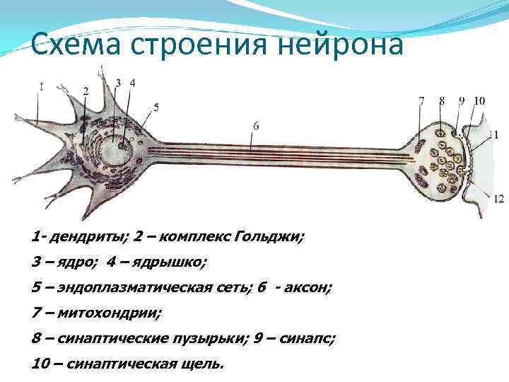 Схема строения нейрона 1 - дендриты; 2 – комплекс Гольджи; 3 – ядро; 4