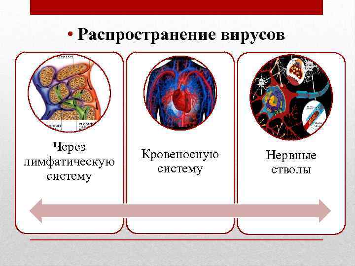  • Распространение вирусов Через лимфатическую систему Кровеносную систему Нервные стволы 