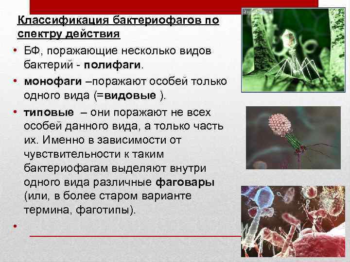 Классификация бактериофагов по спектру действия • БФ, поражающие несколько видов бактерий - полифаги. •