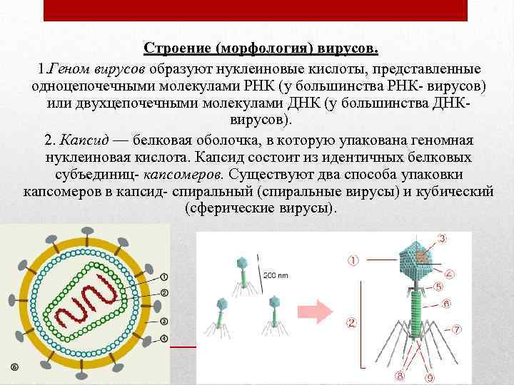 Строение (морфология) вирусов. 1. Геном вирусов образуют нуклеиновые кислоты, представленные одноцепочечными молекулами РНК (у