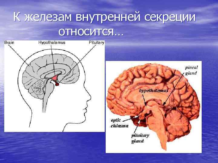 К железам внутренней секреции относится… 1. Гипофиз 