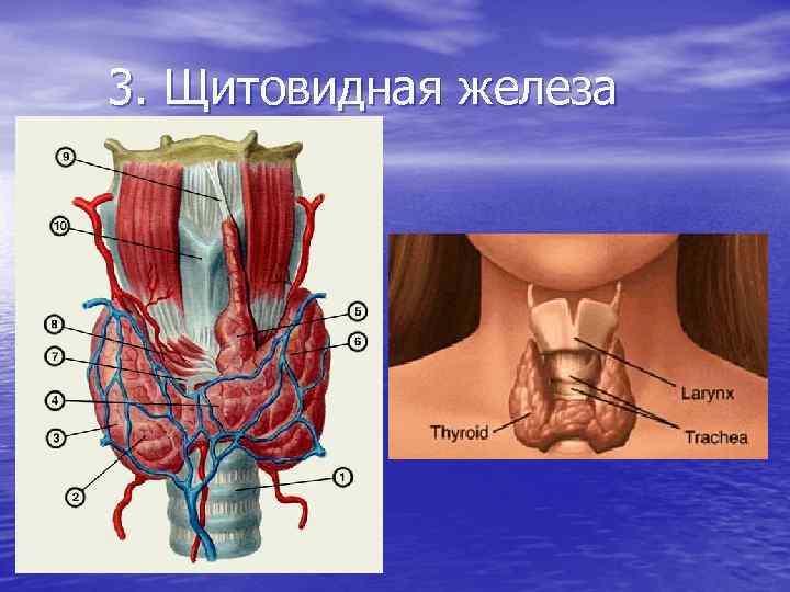 Иннервация щитовидной железы. Щитовидная железа внутренней секреции. Железы внутренней секреции щитовидная железа. Щитовидная железа внутри.