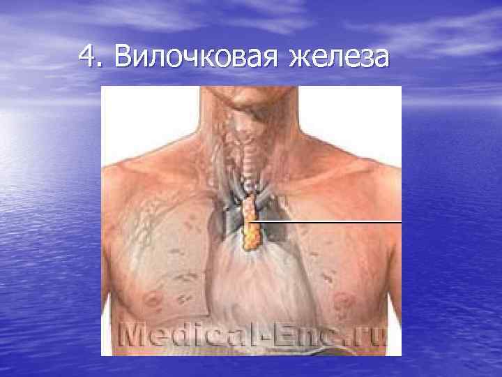 4. Вилочковая железа 