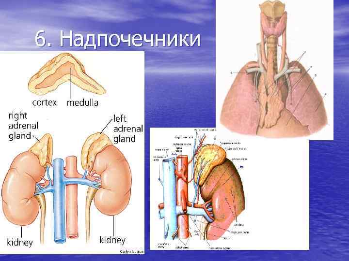 6. Надпочечники 