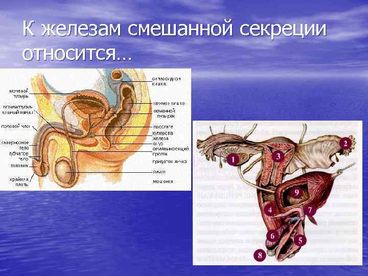 К железам внешней секреции относятся