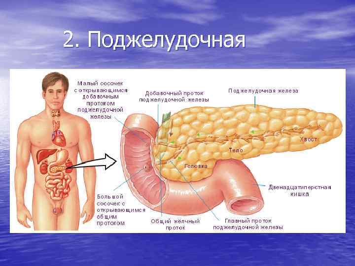 2. Поджелудочная 