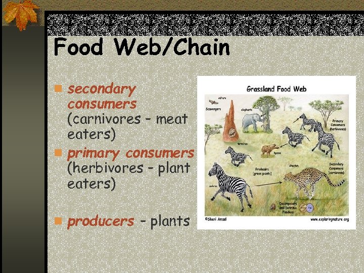Food Web/Chain n secondary consumers (carnivores – meat eaters) n primary consumers (herbivores –