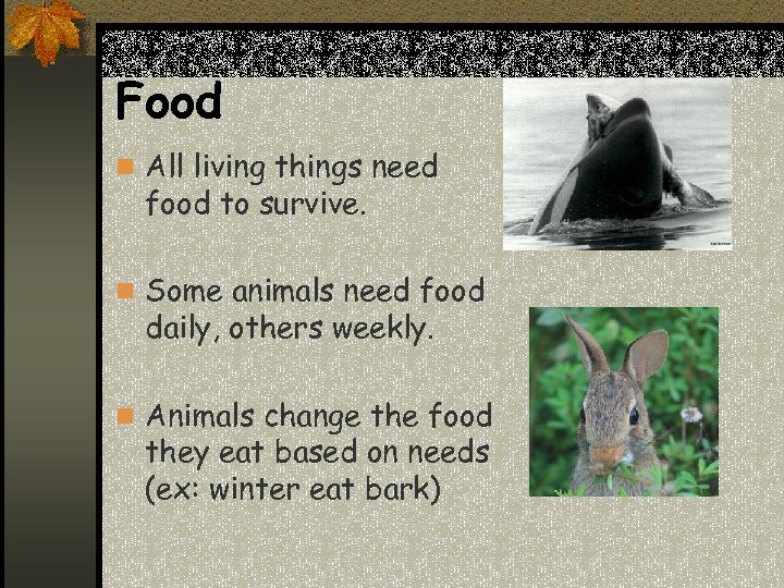 Food n All living things need food to survive. n Some animals need food
