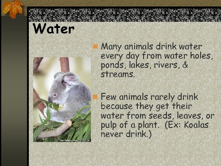Water n Many animals drink water every day from water holes, ponds, lakes, rivers,
