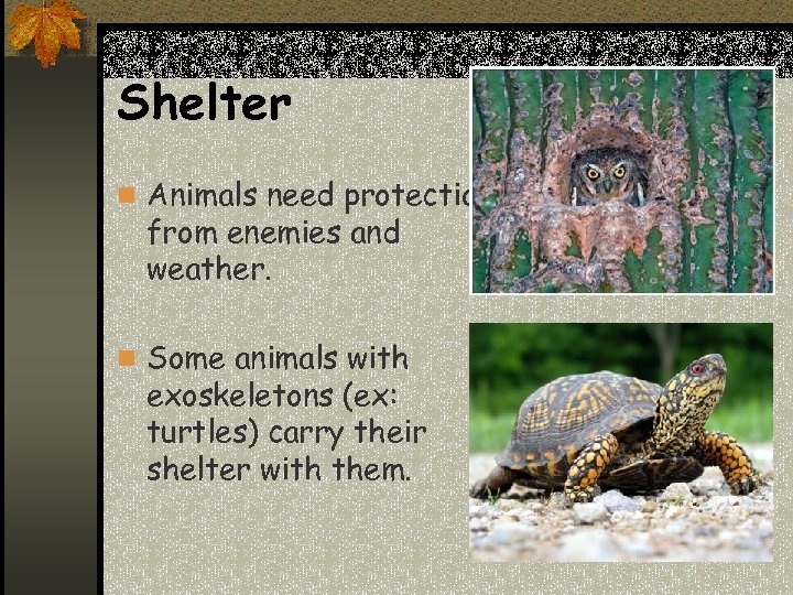 Shelter n Animals need protection from enemies and weather. n Some animals with exoskeletons