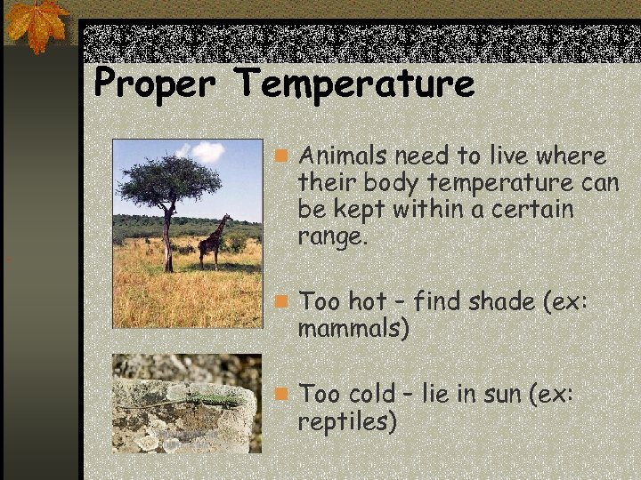 Proper Temperature n Animals need to live where their body temperature can be kept