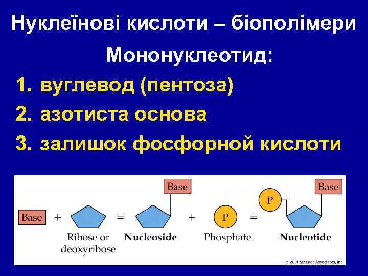 Нуклеїнові кислоти – біополімери Мононуклеотид: 1. вуглевод (пентоза) 2. азотиста основа 3. залишок фосфорной