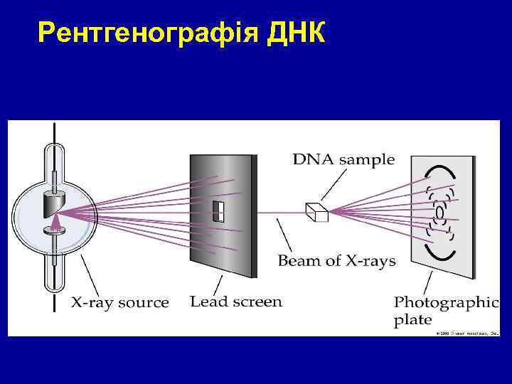 Рентгенографія ДНК Figure 11. 4 