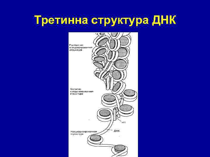 Третинна структура ДНК 