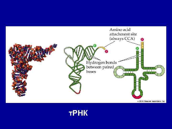 Figure 12. 7 т. РНК 