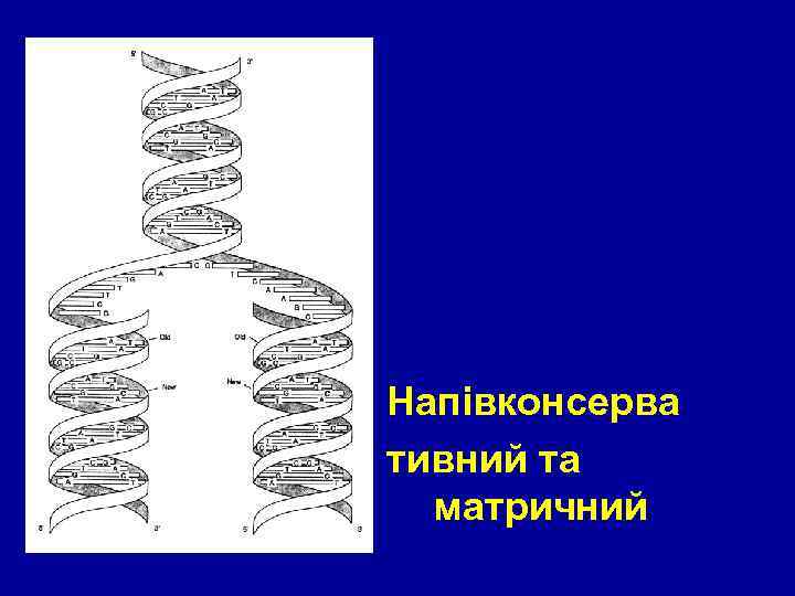 Напівконсерва тивний та матричний 