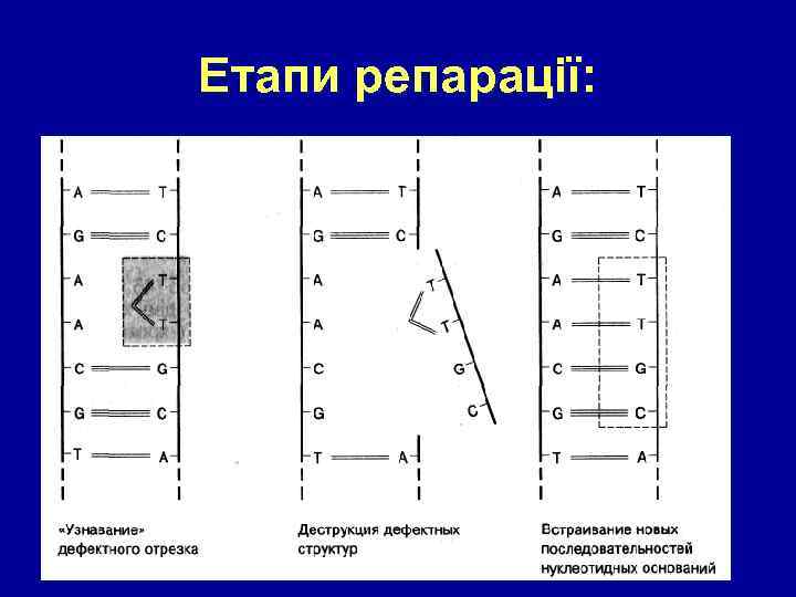 Етапи репарації: 