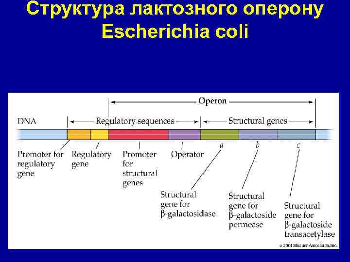 Структура лактозного оперону Escherichia coli 