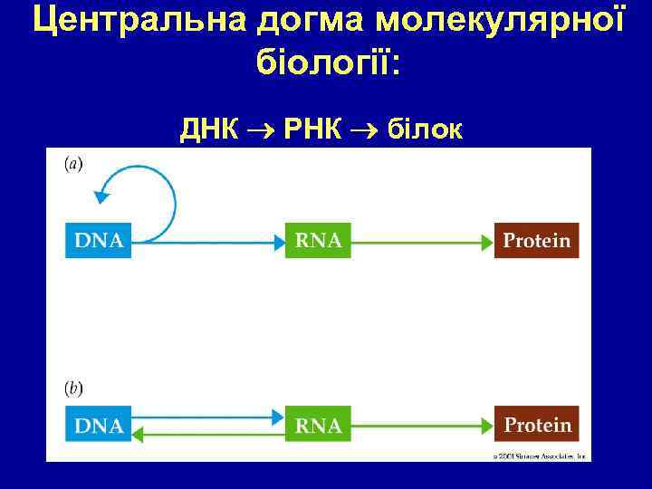 Центральна догма молекулярної біології: ДНК РНК білок 