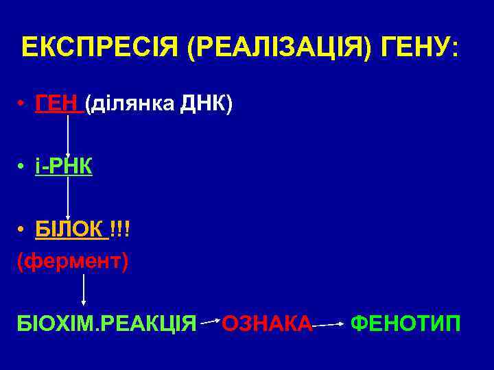 ЕКСПРЕСІЯ (РЕАЛІЗАЦІЯ) ГЕНУ: • ГЕН (ділянка ДНК) • і-РНК • БІЛОК !!! (фермент) БІОХІМ.