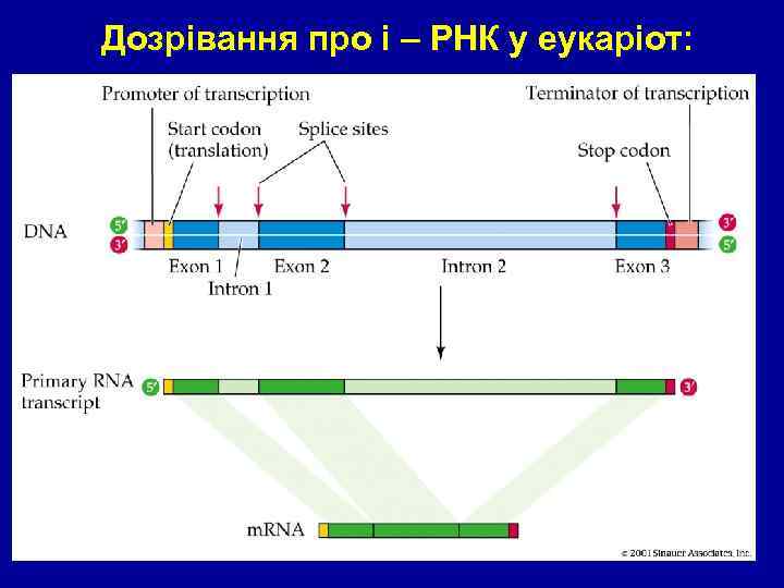figure 14 -06. jpg Дозрівання про і – РНК у еукаріот: 14. 6 