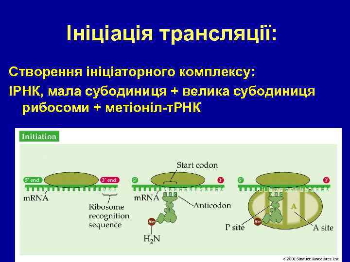Ініціація трансляції: Створення ініціаторного комплексу: іРНК, мала субодиниця + велика субодиниця рибосоми + метіоніл-т.