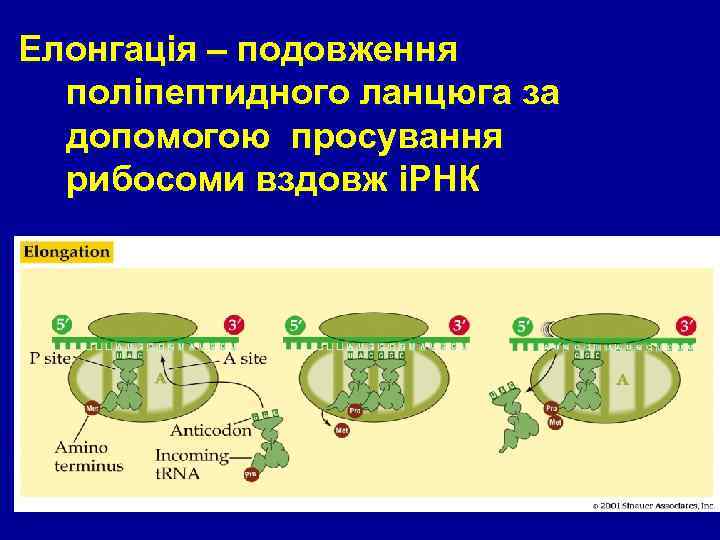 Елонгація – подовження поліпептидного ланцюга за допомогою просування рибосоми вздовж іРНК 