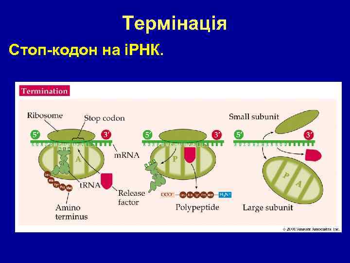 Термінація Стоп-кодон на іРНК. 