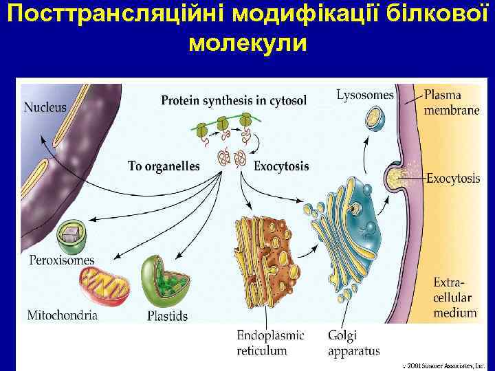 Посттрансляційні модифікації білкової молекули 