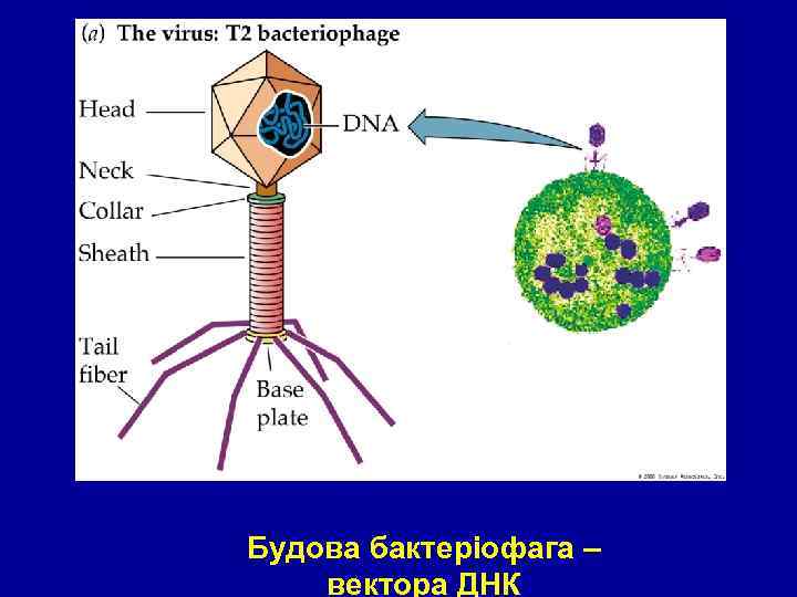 Figure 11. 2 – Part 1 Будова бактеріофага – вектора ДНК 