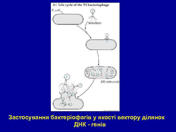 Figure 11. 2 – Part 2 Застосування бактеріофагів у якості вектору ділянок ДНК -