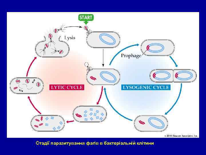 figure 13 -02. jpg 13. 2 Стадії паразитування фагів в бактеріальній клітини 