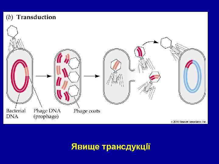 figure 13 -10 b. jpg 13. 10 Явище трансдукції 