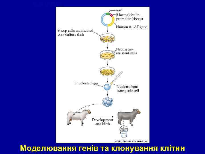 figure 17 -15. jpg 17. 15 Моделювання генів та клонування клітин 