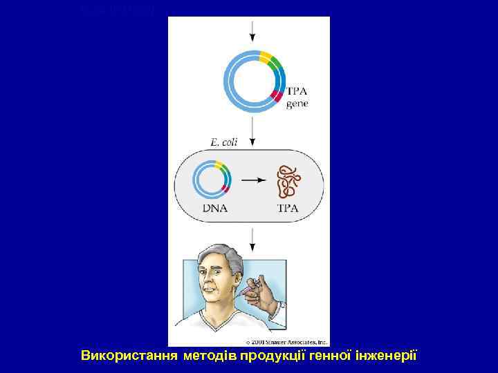 figure 17 -14 b. jpg Використання методів продукції генної інженерії 