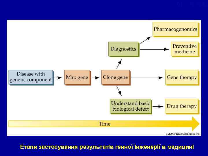 figure 18 -22. jpg 18. 22 Етапи застосування результатів генної інженерії в медицині 
