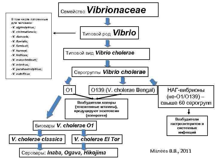 Семейство Vibrionaceae В том числе патогенные для человека: -V. alginolyticus; -V. cicinnatiensis; -V. damsela;