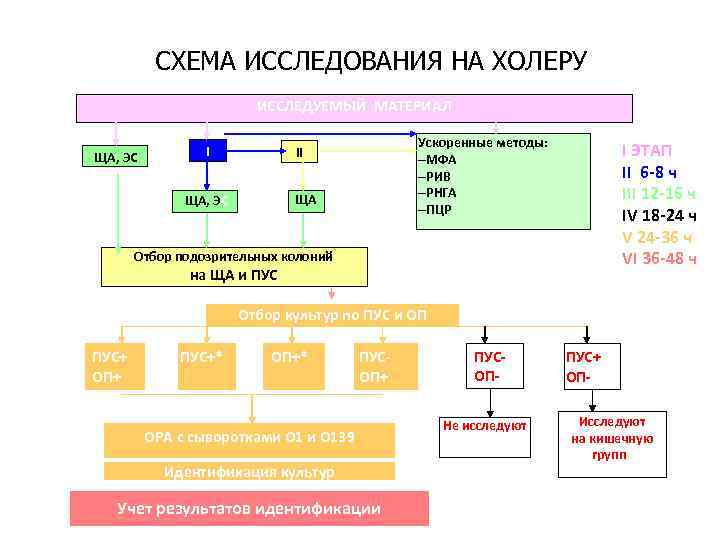 Схема исследования на холеру основана на способности вибриона