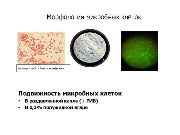 Морфология микробных клеток Чистая культура V. cholerae, окраска фуксином Подвижность микробных клеток • •