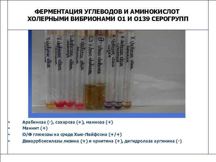 ФЕРМЕНТАЦИЯ УГЛЕВОДОВ И АМИНОКИСЛОТ ХОЛЕРНЫМИ ВИБРИОНАМИ О 139 СЕРОГРУПП § § § Арабиноза (-),