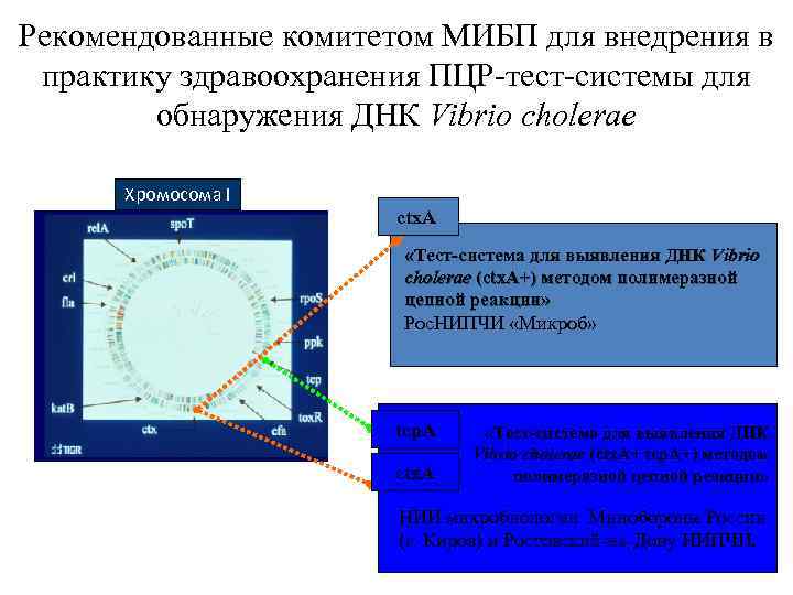 Рекомендованные комитетом МИБП для внедрения в практику здравоохранения ПЦР-тест-системы для обнаружения ДНК Vibrio cholerae