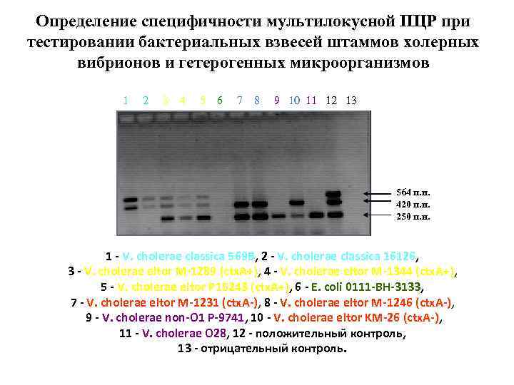 Определение специфичности мультилокусной ПЦР при тестировании бактериальных взвесей штаммов холерных вибрионов и гетерогенных микроорганизмов