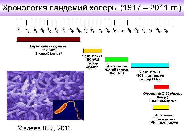 Холера где. Vibrio cholerae строение. Распространенность холеры. Холерный вибрион под электронным микроскопом. Холерный вибрион таксономия.
