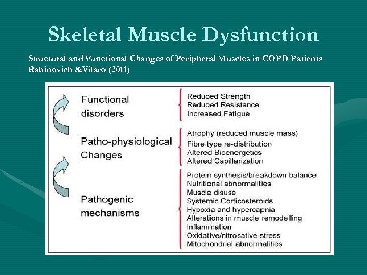 Skeletal Muscle Dysfunction Structural and Functional Changes of Peripheral Muscles in COPD Patients Rabinovich