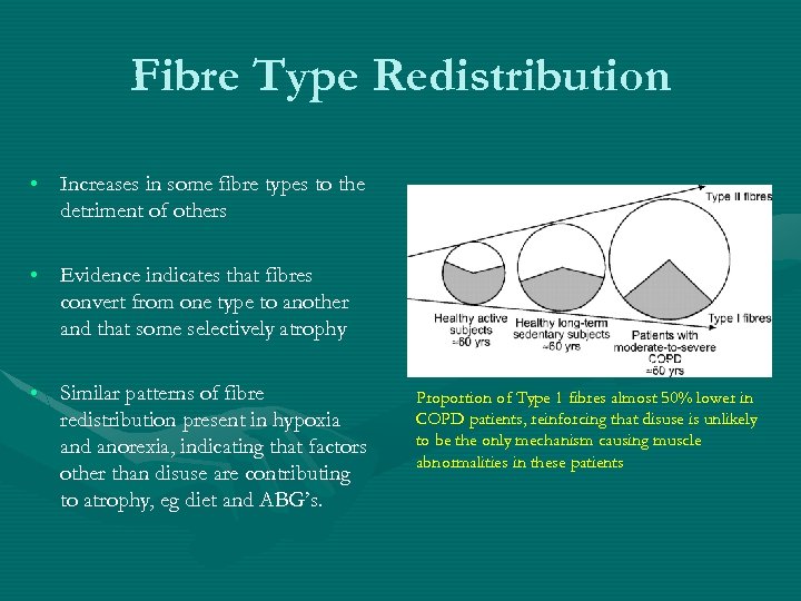 Fibre Type Redistribution • Increases in some fibre types to the detriment of others