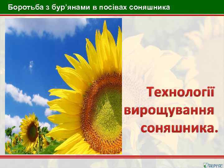 Боротьба з бур’янами в посівах соняшника Технології вирощування соняшника. 